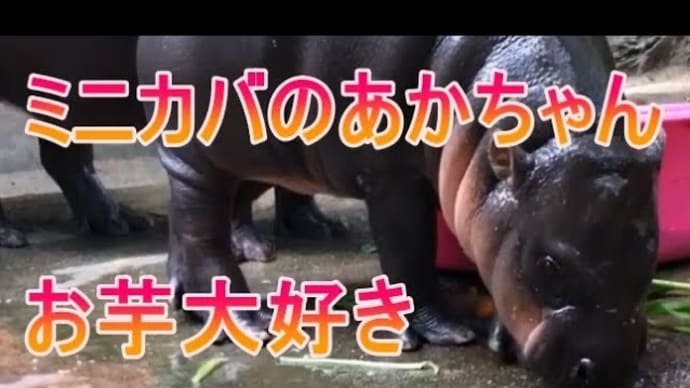 お芋を食べるカバの赤ちゃんをご覧ください。