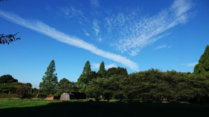 H公園、カワセミとトンボ