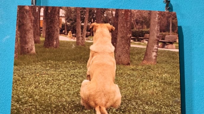 🍀ストレイ 犬が見た世界🍀202203