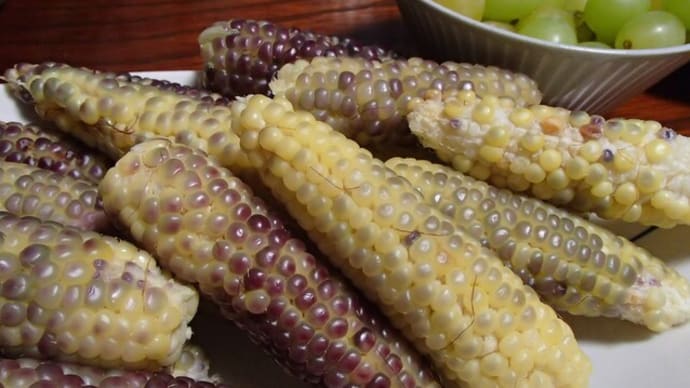 マンズナルとぱんだ霜降り菜豆の種蒔き 1日