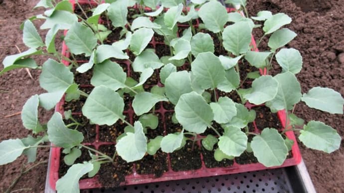 ブロッコリー「緑嶺」の植付けをする