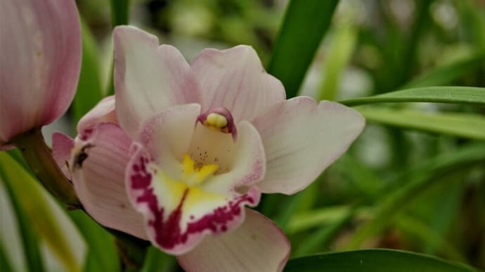神代植物公園大温室にて・ランの仲間たち:シンビジウム・ハート・ジョイ