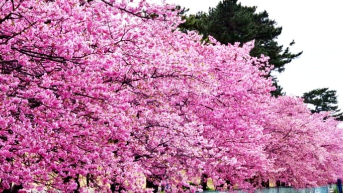 2024 美和桜