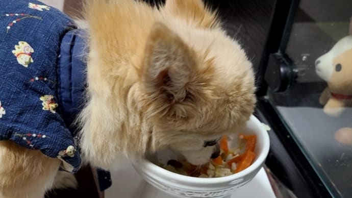 絶好調のチワワです(笑)