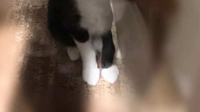 ダンボール入れ来たよー❣️