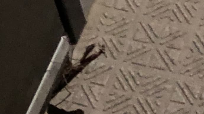連休最終日のカマキリ。