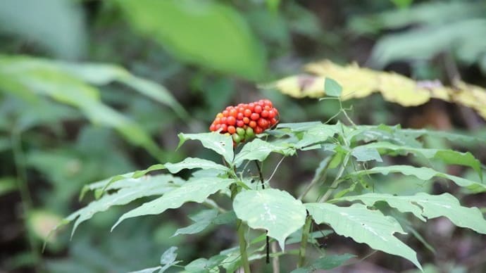 山形市野草園　２