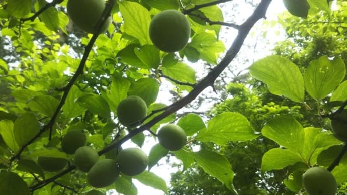 梅雨の間は漬けとけ