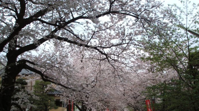 中山法華経寺と真間川の桜