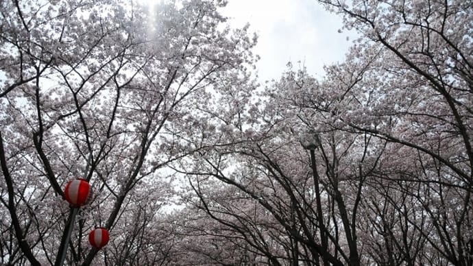 播磨中央公園 「さくらまつり」