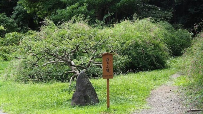 にしさんの花日記　旧芝離宮庭園　萩　彼岸花