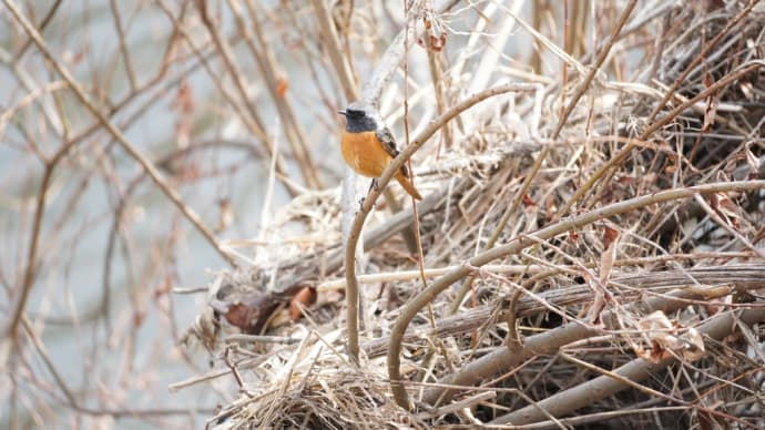 野鳥撮影初心者