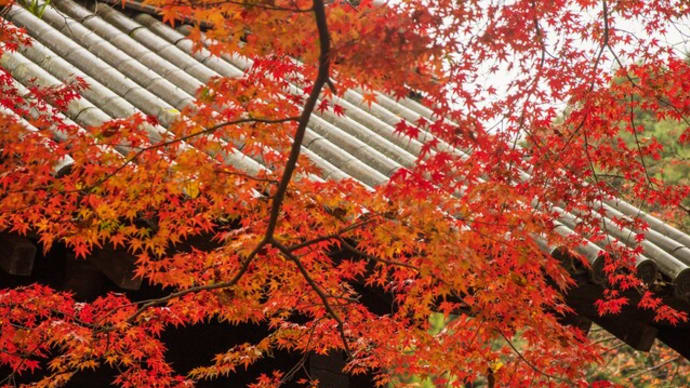 福岡県朝倉市秋月城跡の紅葉（11月23日）