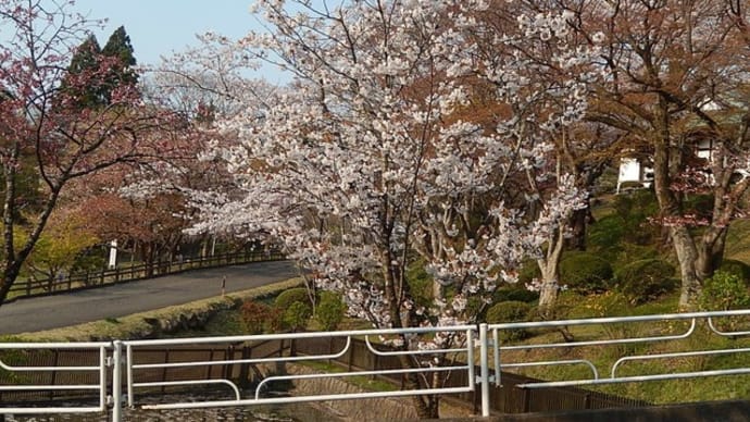 神社境内の桜 4月 ⑦ (サノザクラ・タオヤメ)