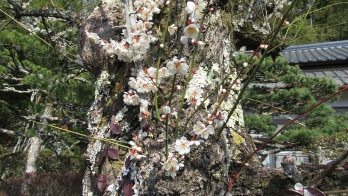 古木の白梅と紅梅が見頃