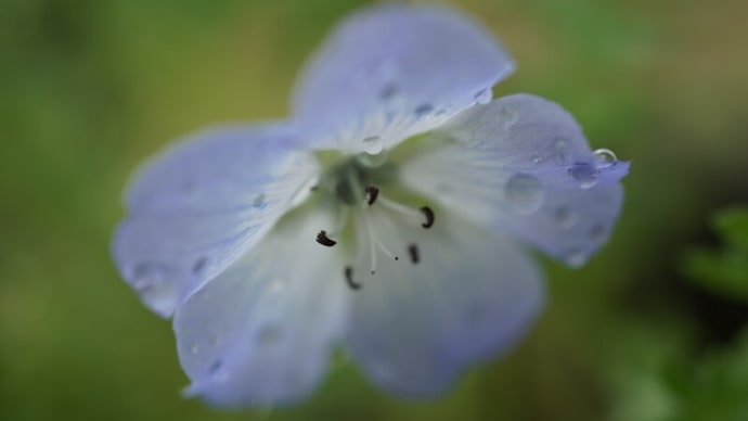 ●我が家の5月の花(3)ネモフィラが開花 シラーカンパヌラータ のとキリシマ ミヤコワスレ オダマキ コデマリ