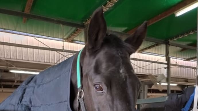 久し振りの乗馬!