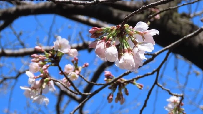 鶴見緑地の桜