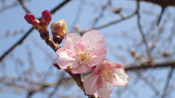 河津桜が開きました。