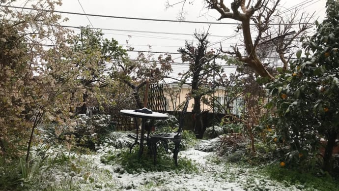 雪!でしたね