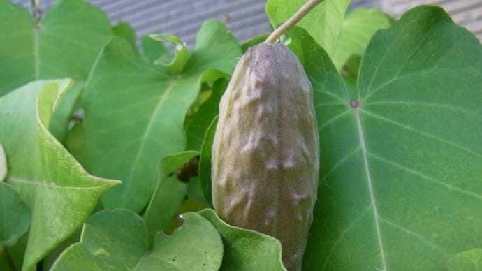 ガガイモ(羅藦)の実・イチゴ(苺)の木の実・ホシホウジャクとホシヒメホウジャク・日記・俳句鑑賞