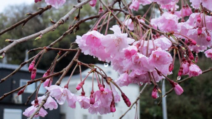 03月24日 新倉ふれあい橋の桜