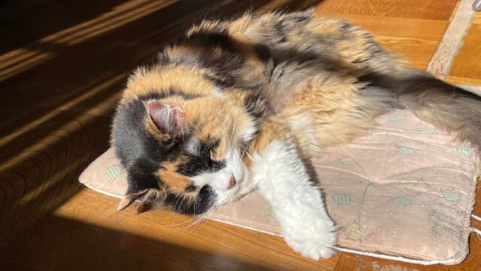 猫が床に落ちている