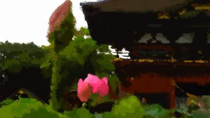 岡崎 伊賀八幡宮のハスの花