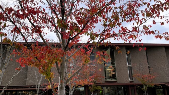 ●石川県立図書館 桜の紅葉 ヤマボウシの実 ツルボ 浅野川 山並み