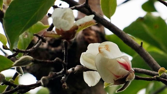 季節外れの開花　コブシ