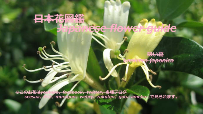 甘い花びら?!Sweet petals? !!