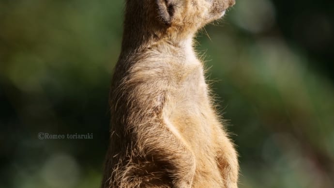 のんほいパーク ミーアキャット・コツメカワウソ