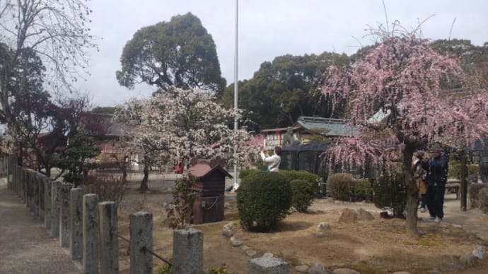 結城神社の梅