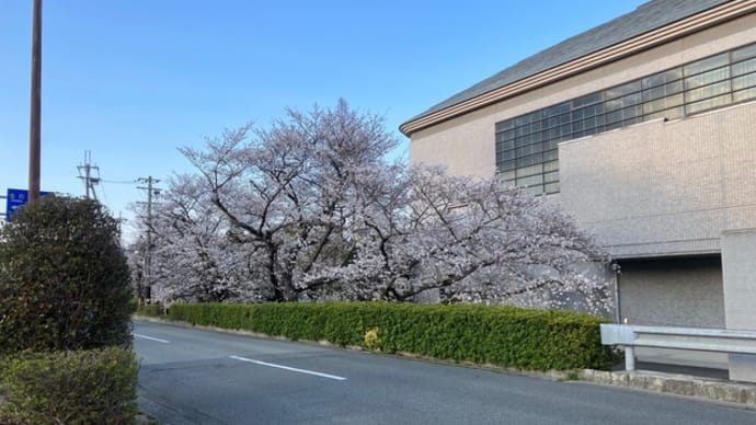もうすぐ満開🌸