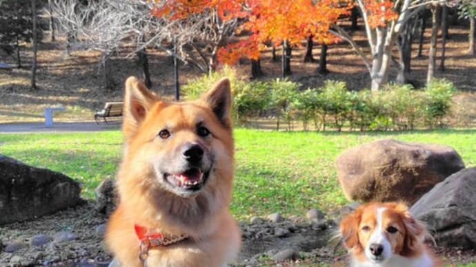ワン友と 紅葉散歩で リフレッシュ
