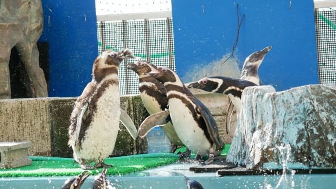 諳んじていますペンギンの顔と名前 寺泊水族博物館