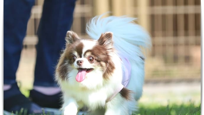4月26日(土)乗り込みの日🚗🐶