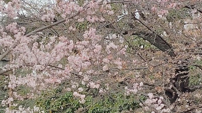 上野で女子会