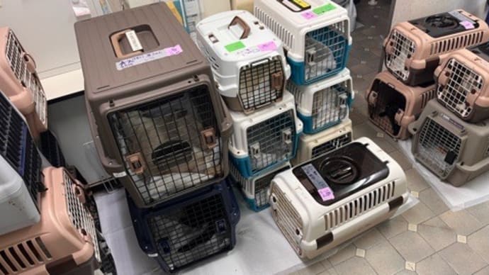 札幌近郊で大型TNR
