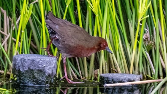 野鳥の「ヒクイナ&クイナ」です
