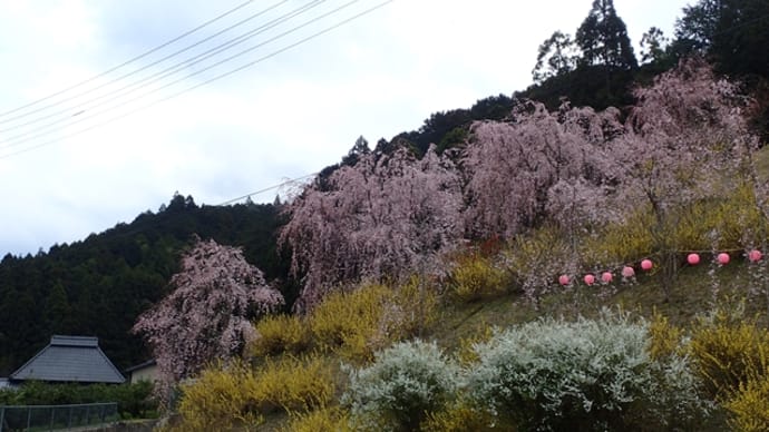 徳島県神山町は枝垂れ桜の町