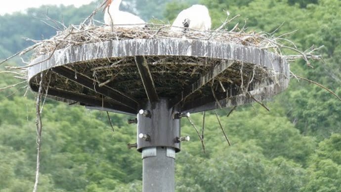 上郡町 巣塔のコウノトリ ’25.5.29