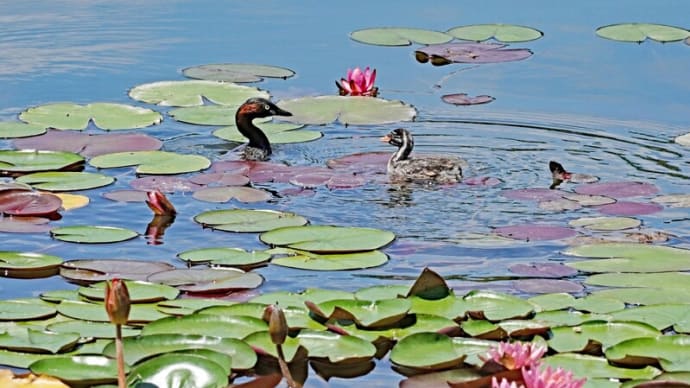 睡蓮の花咲く池で~カイツブリ