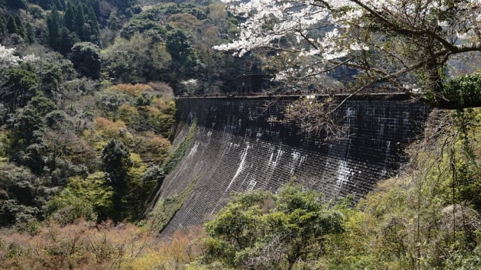 100年の時を経た河内堰提は鮮やかな桜がよく似合う・・・北九州市八幡東区