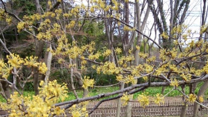 神代植物園の開花情報2020/3/13