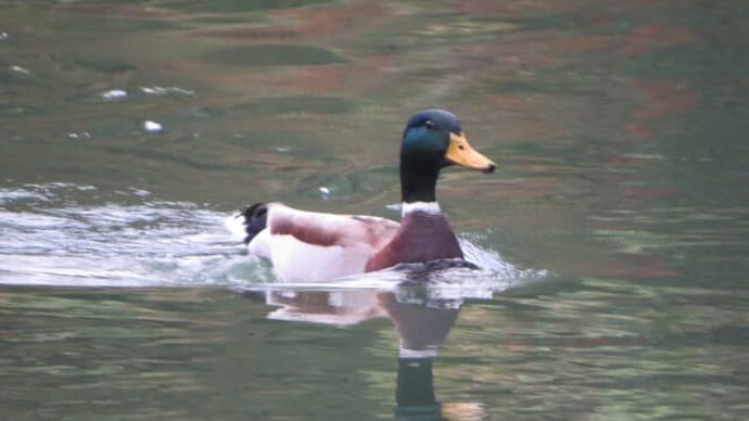 マガモがやってきた