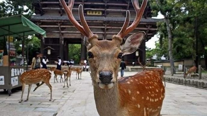 戦時中の奈良公園の鹿