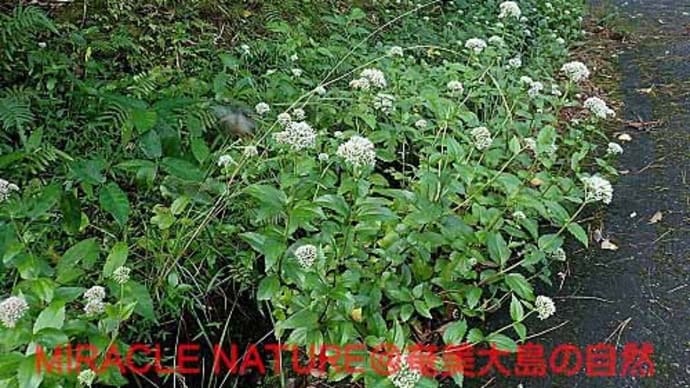 アサギマダラの歓迎会を飾る花：ヤマヒヨドリバナ