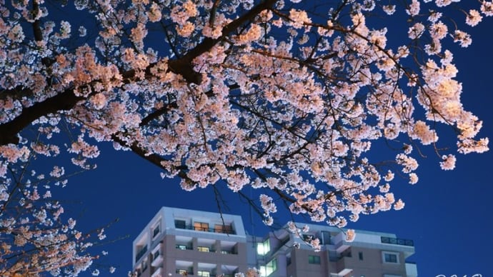 桜by Ｎight