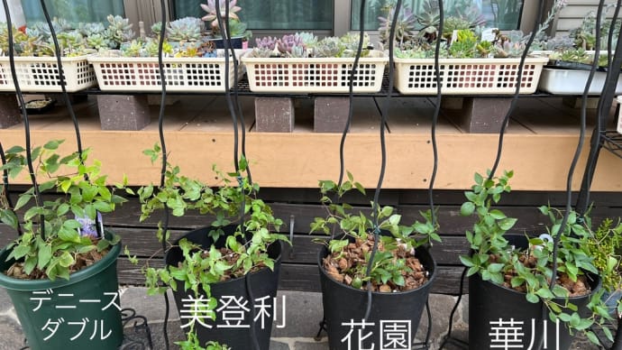 クレマチス華川*花園*美登利*デニーズダブルもオキシドール潅水をやってみた